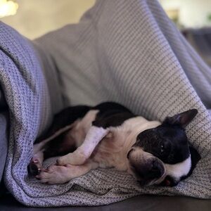 Support this Elderly Pup